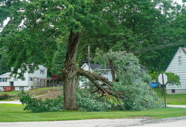 How Our Tree Care Process Works  in  Clearfield, UT