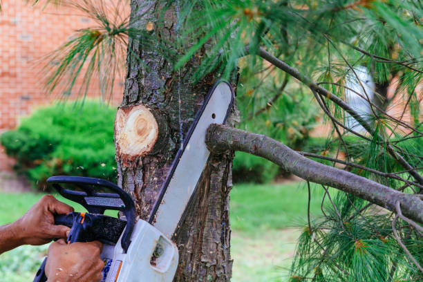 Trusted Clearfield, UT Tree Removal Experts